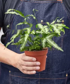 Pteris Cretica 'Albo Fern' houseplant