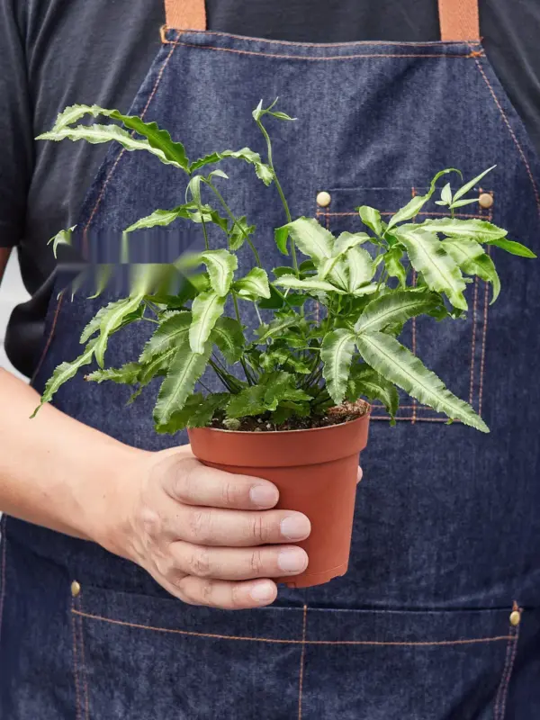 Pteris Cretica 'Albo Fern' houseplant