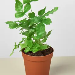 Pteris Cretica 'Albo Fern' — additional view