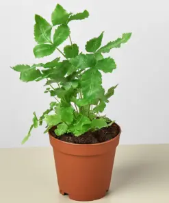 Pteris Cretica 'Albo Fern' — additional view