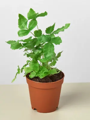 Pteris Cretica 'Albo Fern' — additional view