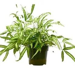 Pteris Cretica 'Albo Fern' — additional view