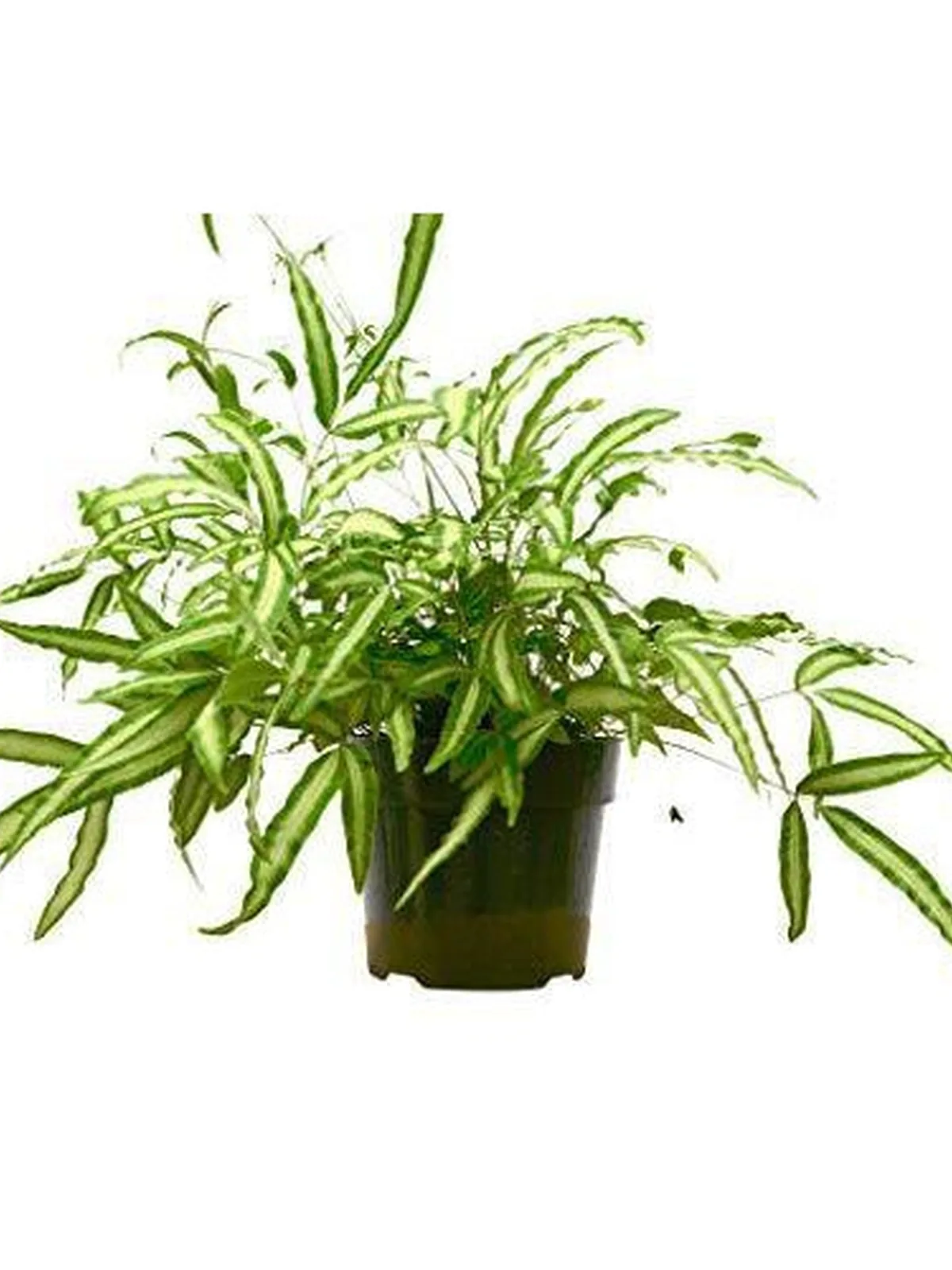 Pteris Cretica 