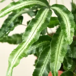 Pteris Cretica 'Albo Fern' — leaf detail close-up