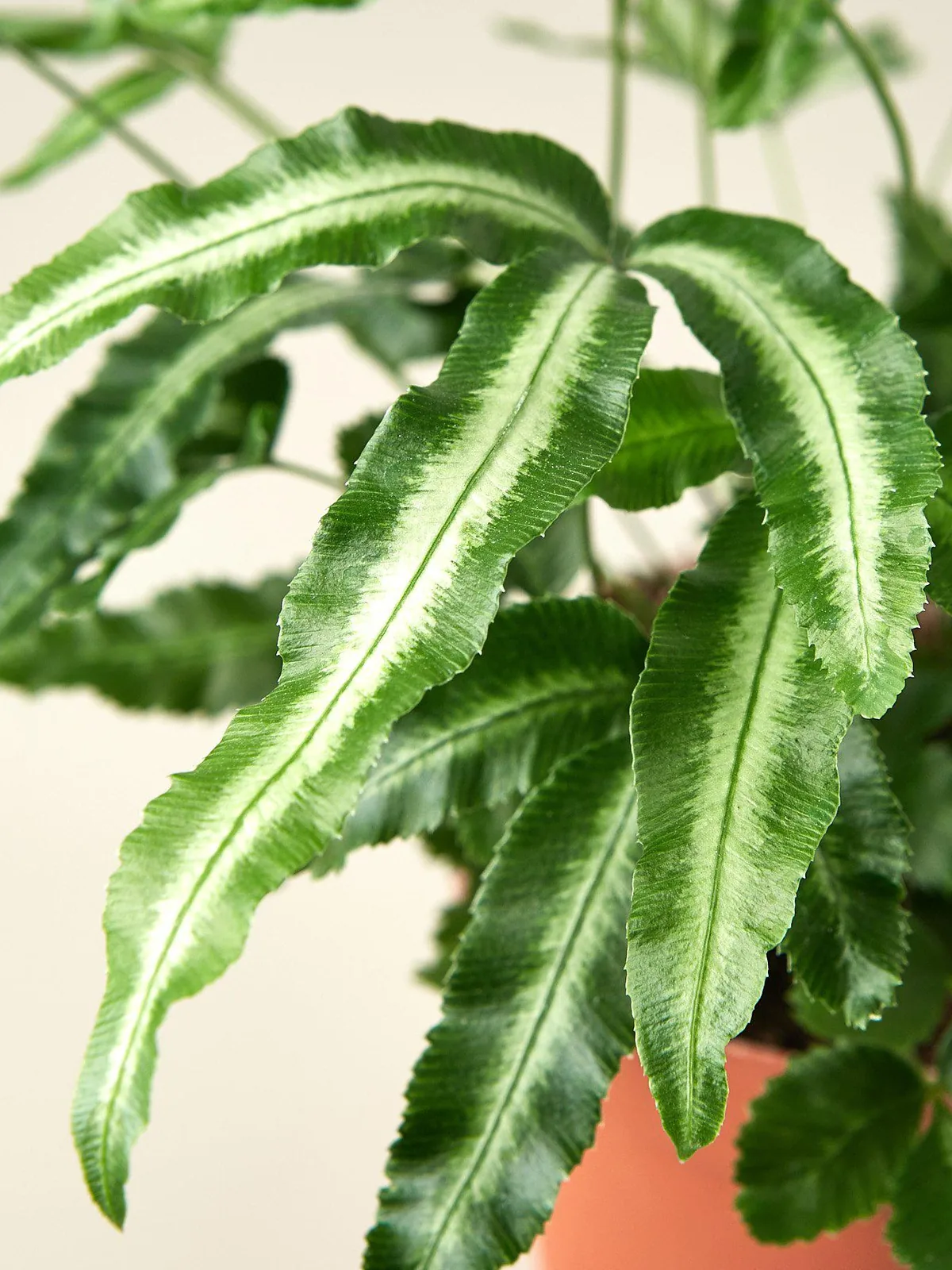 Pteris Cretica 
