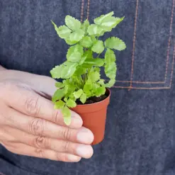 Pteris Cretica 'Albo Fern' — held in hand for size reference