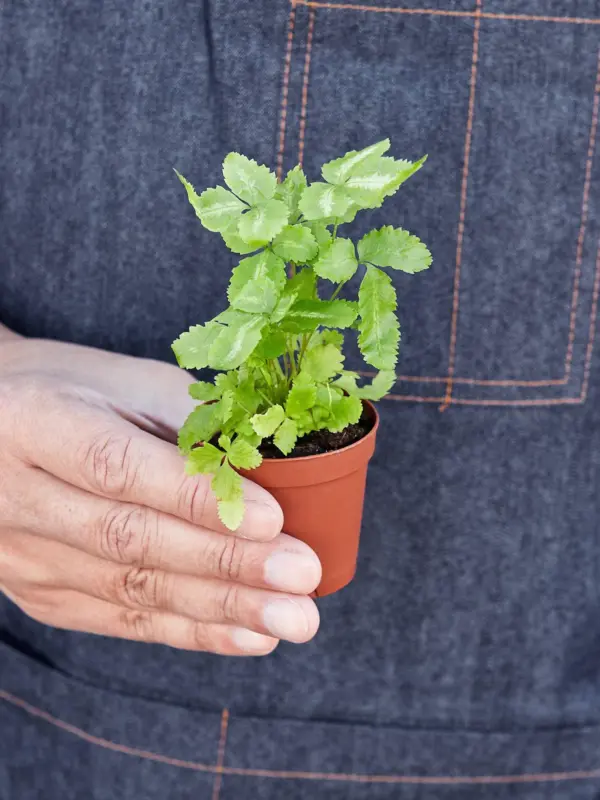 Pteris Cretica 'Albo Fern' — held in hand for size reference