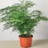 Fern 'Asparagus' houseplant