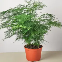 Fern 'Asparagus' houseplant