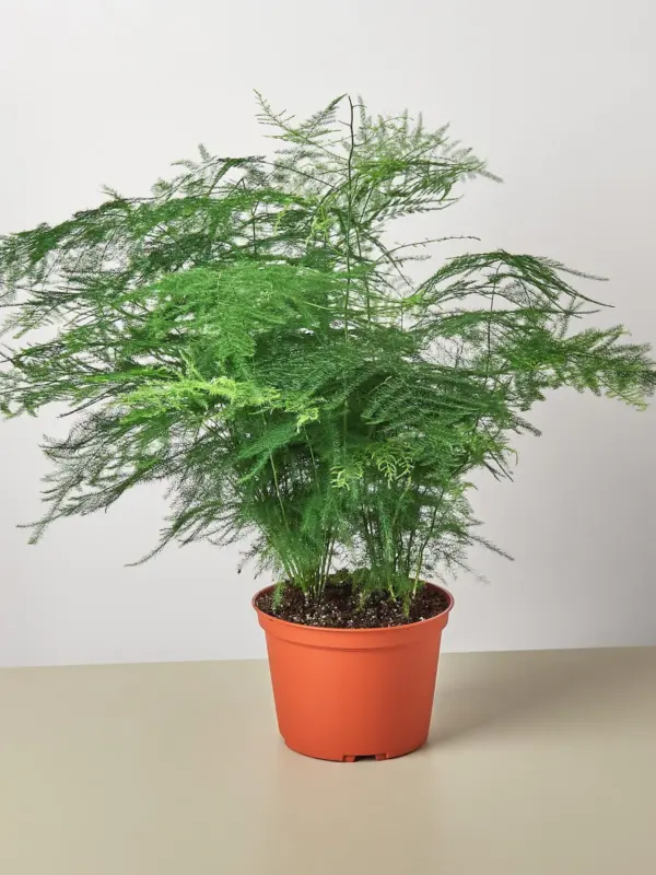 Fern 'Asparagus' houseplant