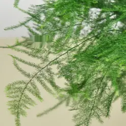 Fern 'Asparagus' — leaf detail close-up