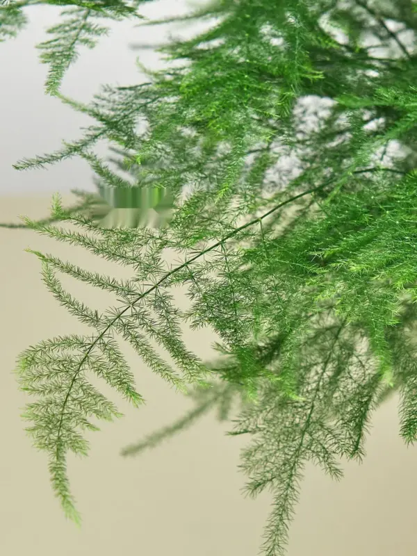 Fern 'Asparagus' — leaf detail close-up