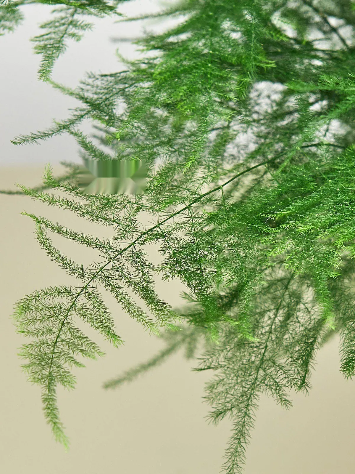 Fern 