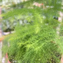 Fern 'Asparagus' — additional view