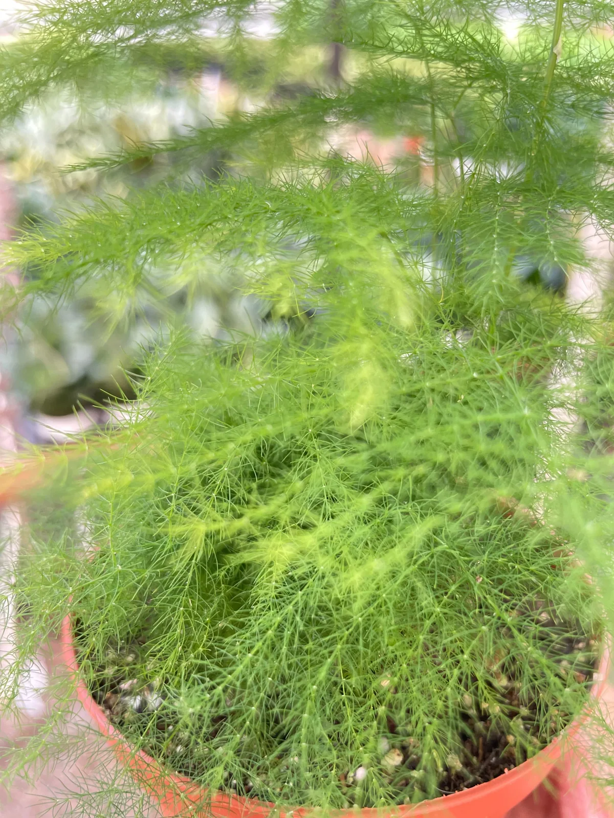 Fern 