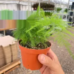 Fern 'Asparagus' — additional view