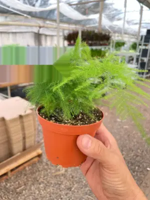 Fern 'Asparagus' — additional view