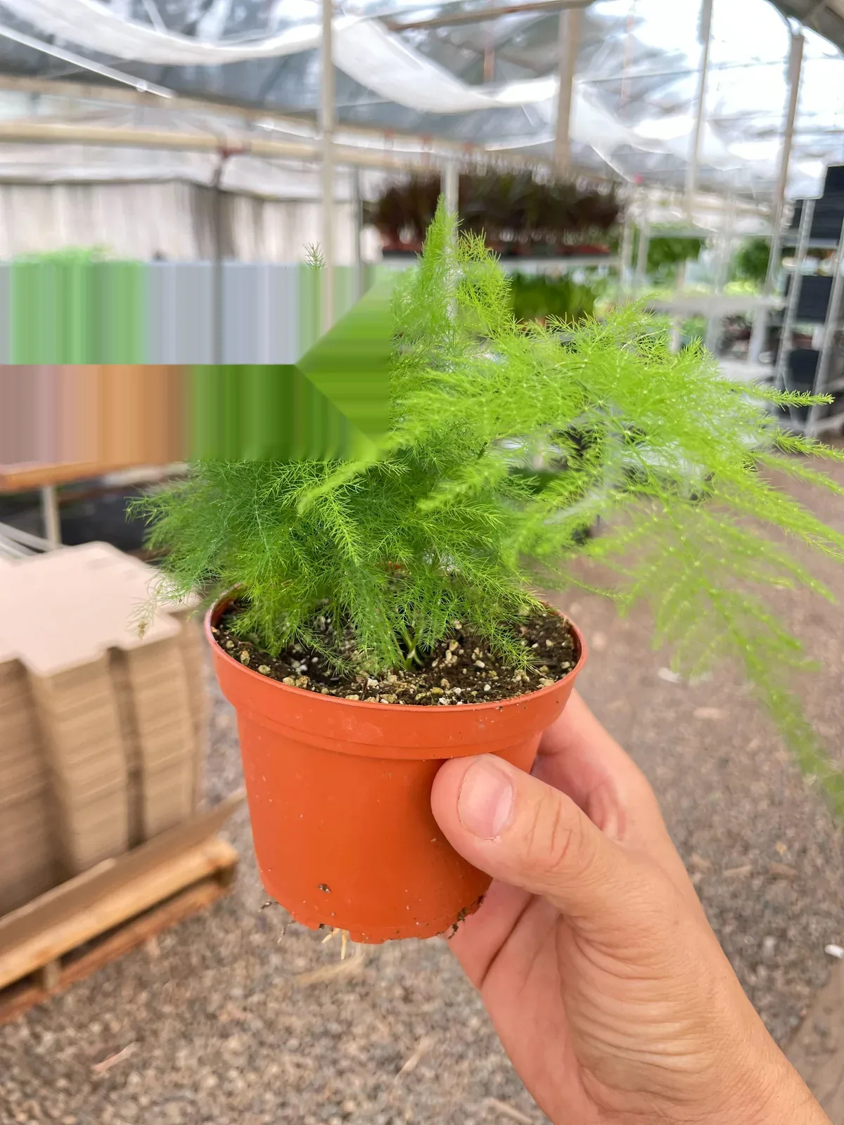 Fern 