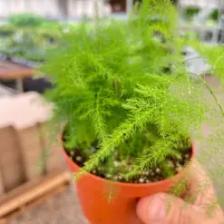 Fern 'Asparagus' — additional view
