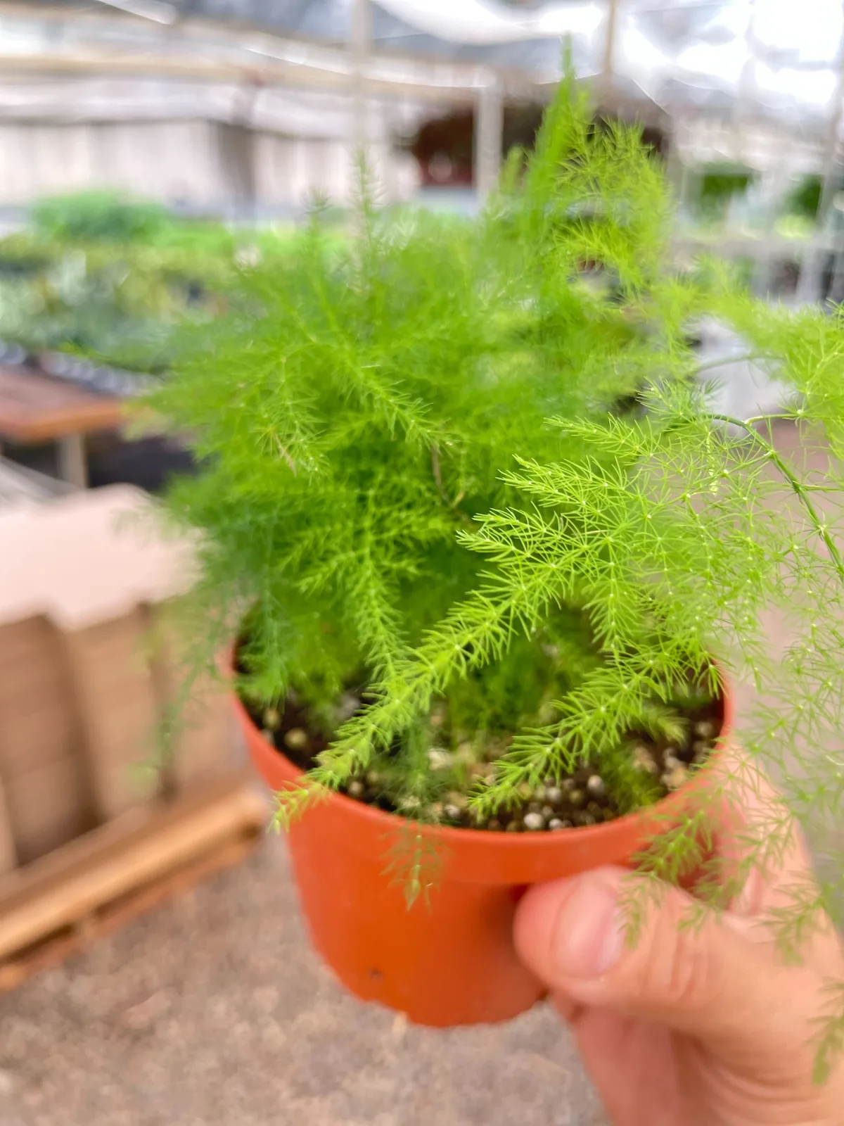 Fern 