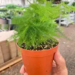 Fern 'Asparagus' — additional view