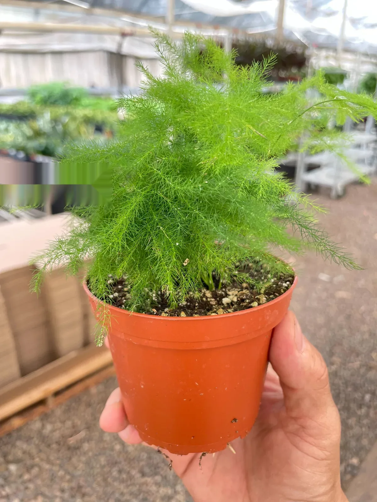 Fern 