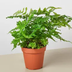 Austral Gem Fern houseplant