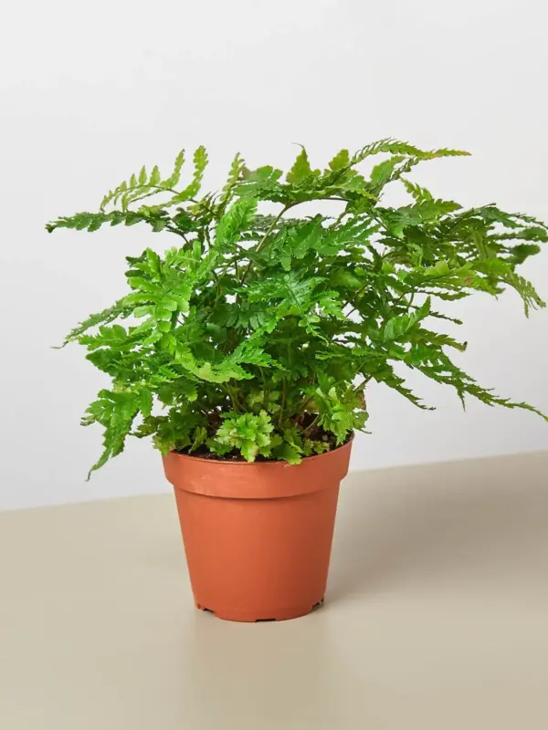 Austral Gem Fern houseplant