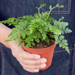 Austral Gem Fern — held in hand for size reference