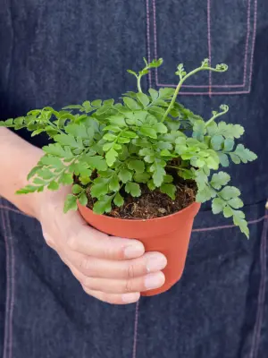 Austral Gem Fern — held in hand for size reference