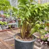 Australian Tree Fern houseplant