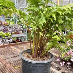 Australian Tree Fern houseplant