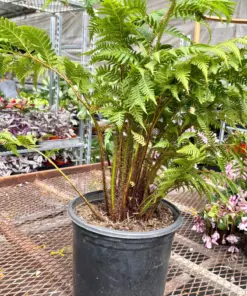 Australian Tree Fern houseplant