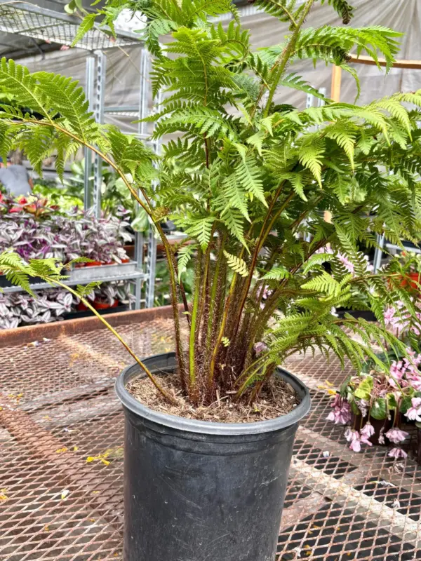 Australian Tree Fern houseplant