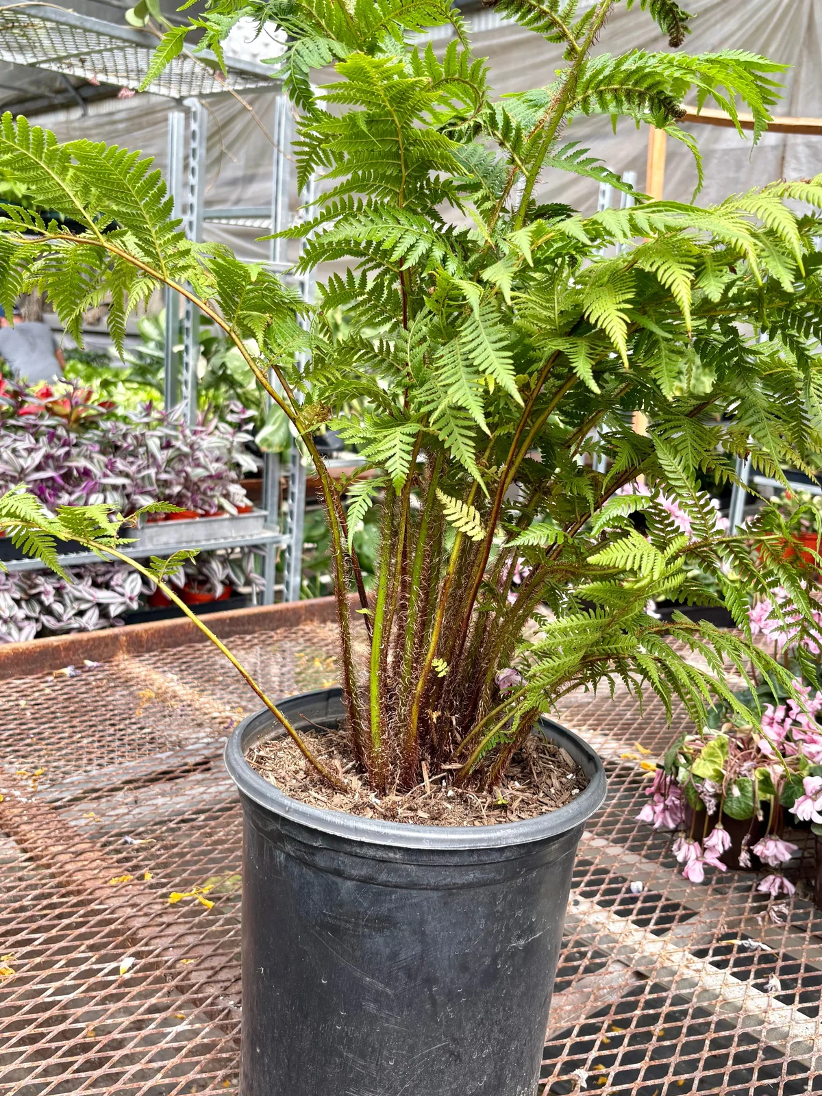 Australian Tree Fern houseplant