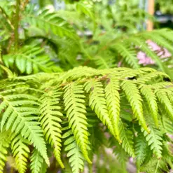 Australian Tree Fern — additional view