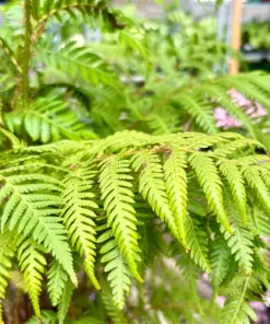 Australian Tree Fern — additional view