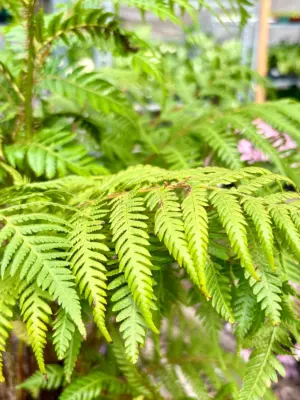 Australian Tree Fern — additional view