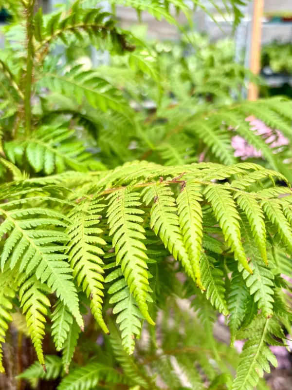 Australian Tree Fern — additional view