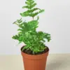 Autumn Fern houseplant