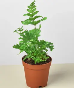 Autumn Fern houseplant