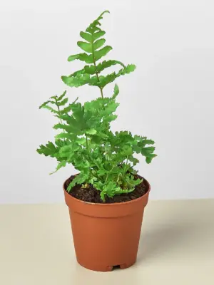 Autumn Fern houseplant