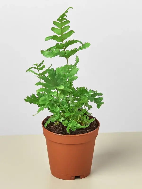 Autumn Fern houseplant