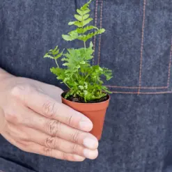 Autumn Fern — additional view