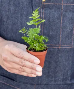 Autumn Fern — additional view