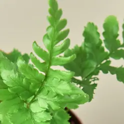 Autumn Fern — additional view