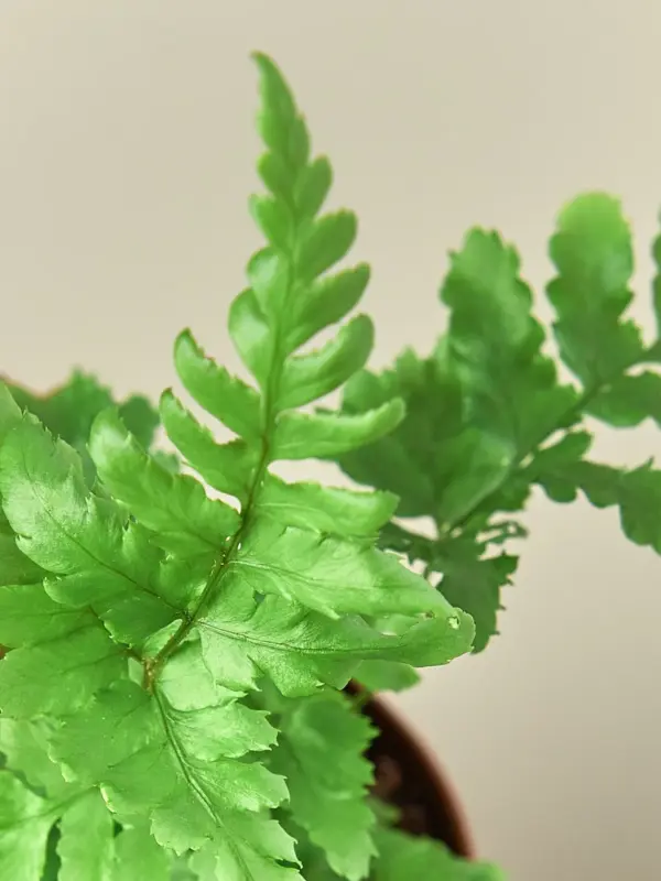 Autumn Fern — additional view