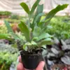 Fern 'Blue Star' houseplant