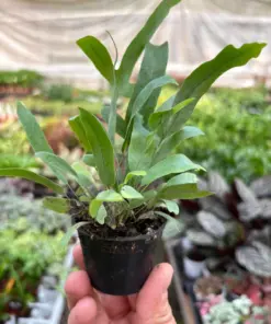 Fern 'Blue Star' houseplant