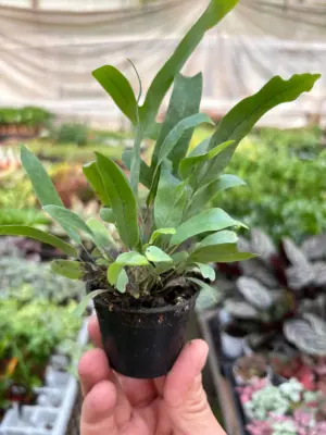 Fern 'Blue Star' houseplant